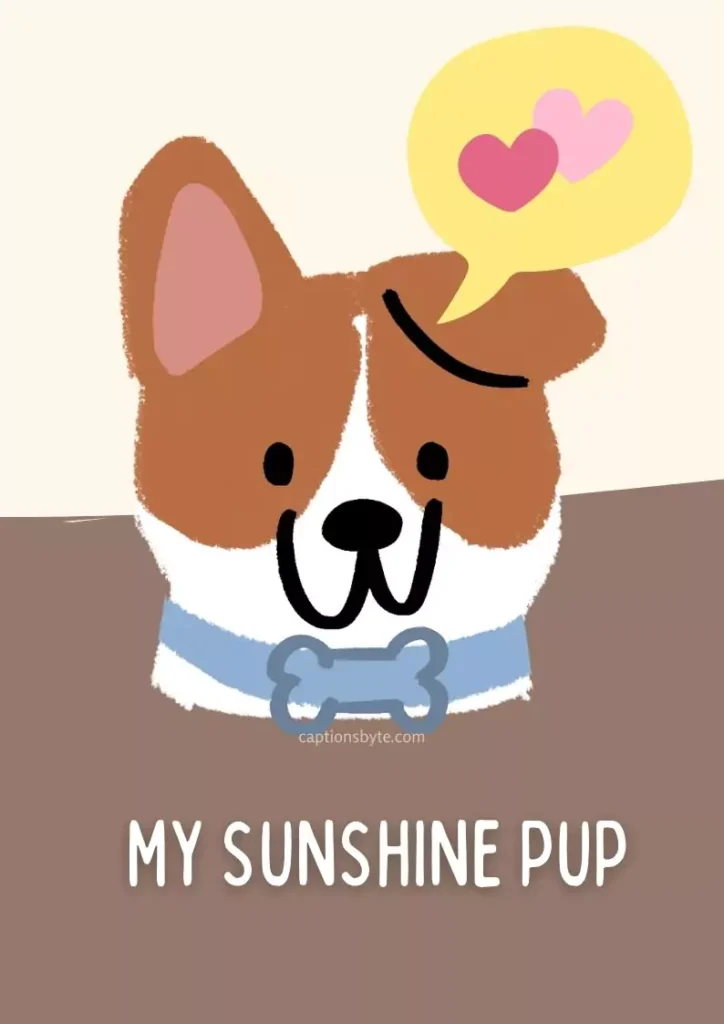 Short Captions for Dog