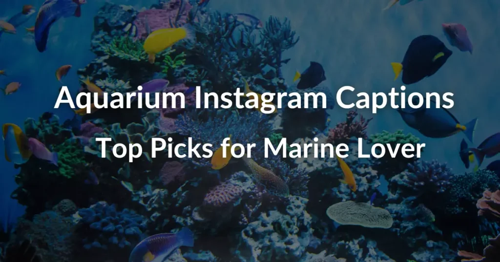 Aquarium Instagram Captions